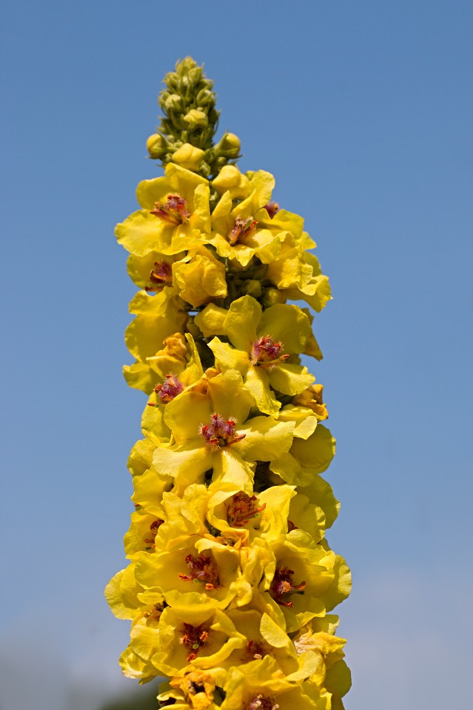 voornes duin tenellaplas Quackjeswater natuur natuurgebied natuurmonumenten hdr duinen Zuid Hollands landschap polder bossen natuurreservaat Natura 2000